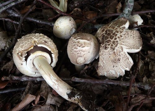 Agaricus moelleri – Jarebični šampinjon