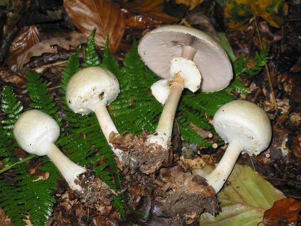 Agaricus silvicola – Šumski šampinjon (Beli šumski šampinjon)