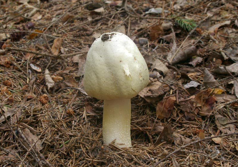 Drška