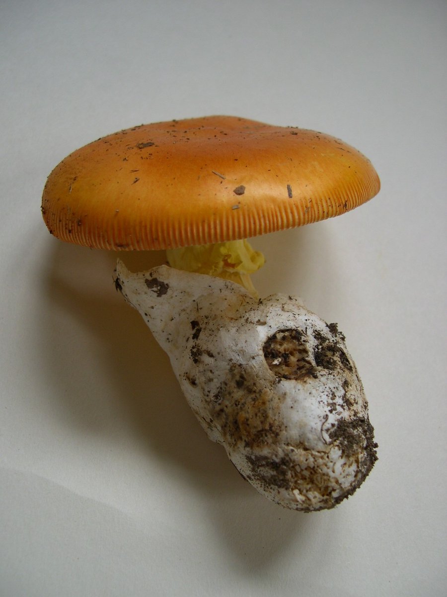 Blagva (Jajčara) – Amanita caesarea (Scop.) Pers. (1801), reprezentativna fotografija