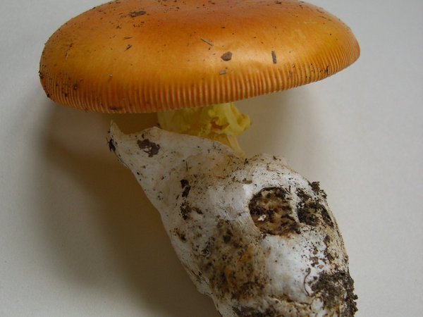 Amanita caesarea – Blagva (Jajčara)