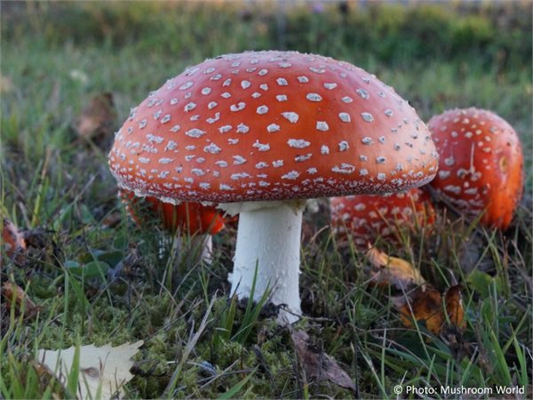 Amanita muscaria – Muhara