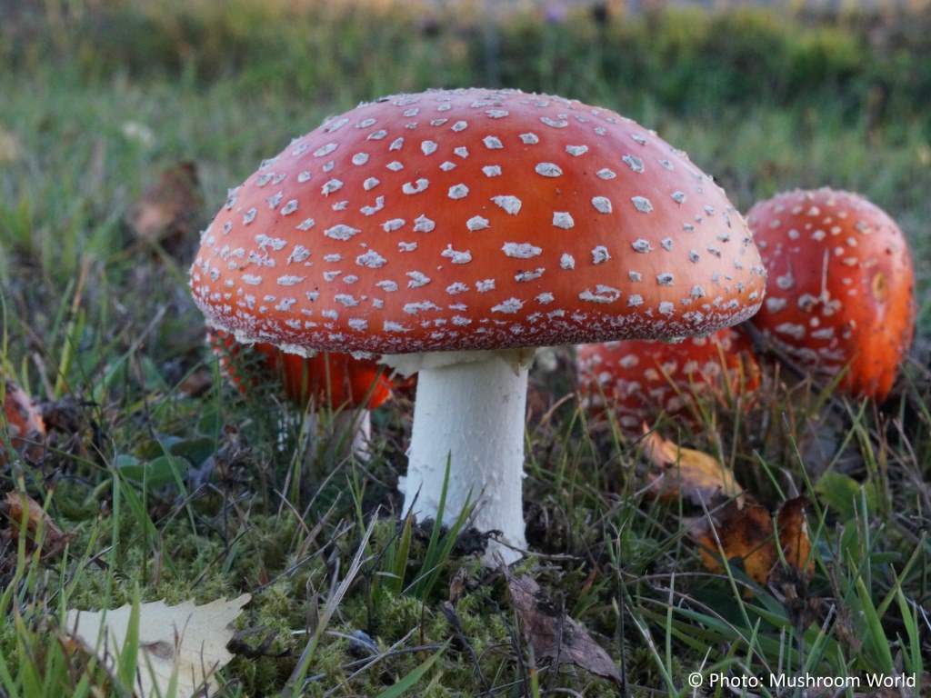 Amanita muscaria – Muhara