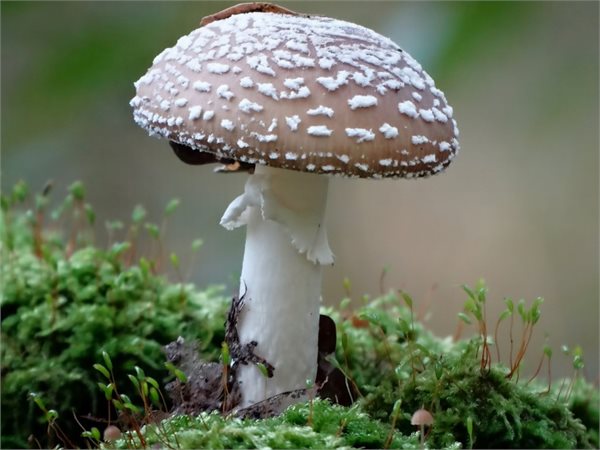 Amanita pantherina – Panterovka