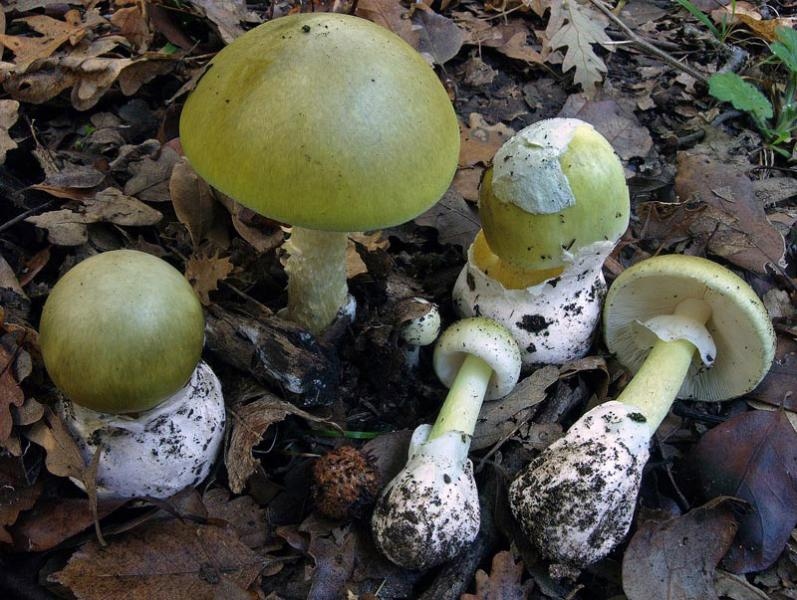 Amanita phalloides – Zelena pupavka