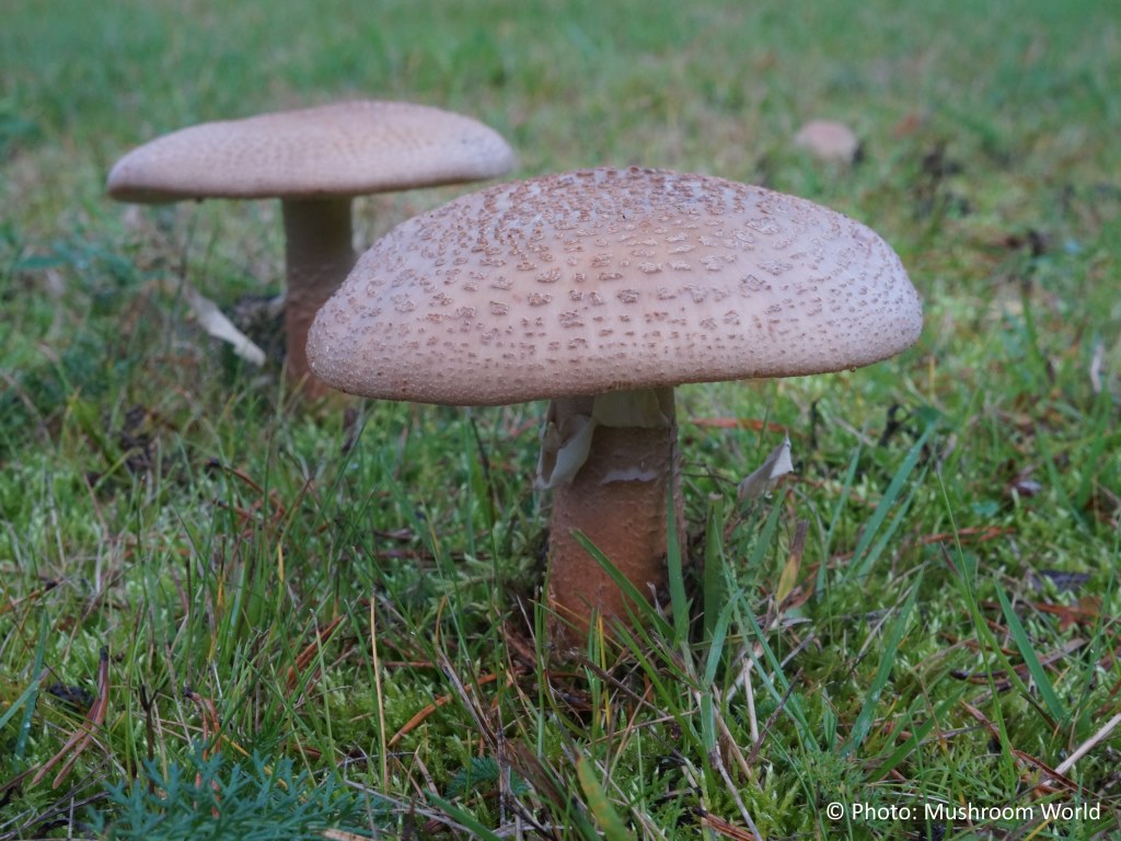 Amanita rubescens – Biserka