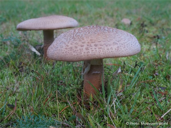 Amanita rubescens – Biserka