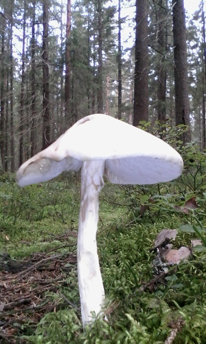 Amanita virosa – Bela pupavka