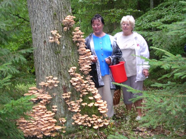 Armillaria mellea – Obična puza (Medenjača)