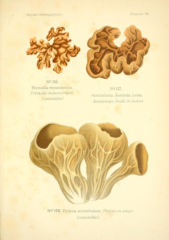 Listići / Pore