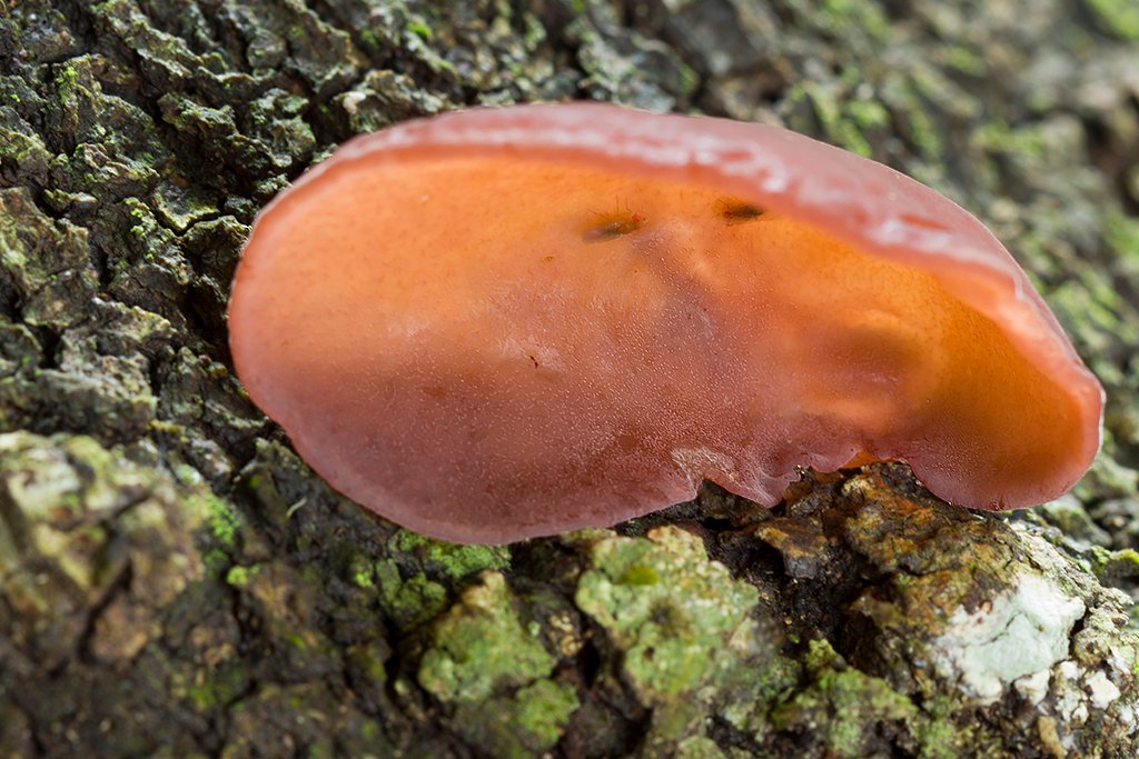 Judino uvo – Auricularia auricula-judae (Bull.) Quél. (1886), reprezentativna fotografija