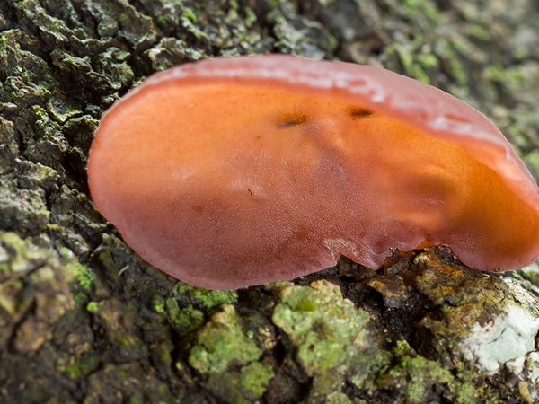 Auricularia auricula-judae – Judino uvo
