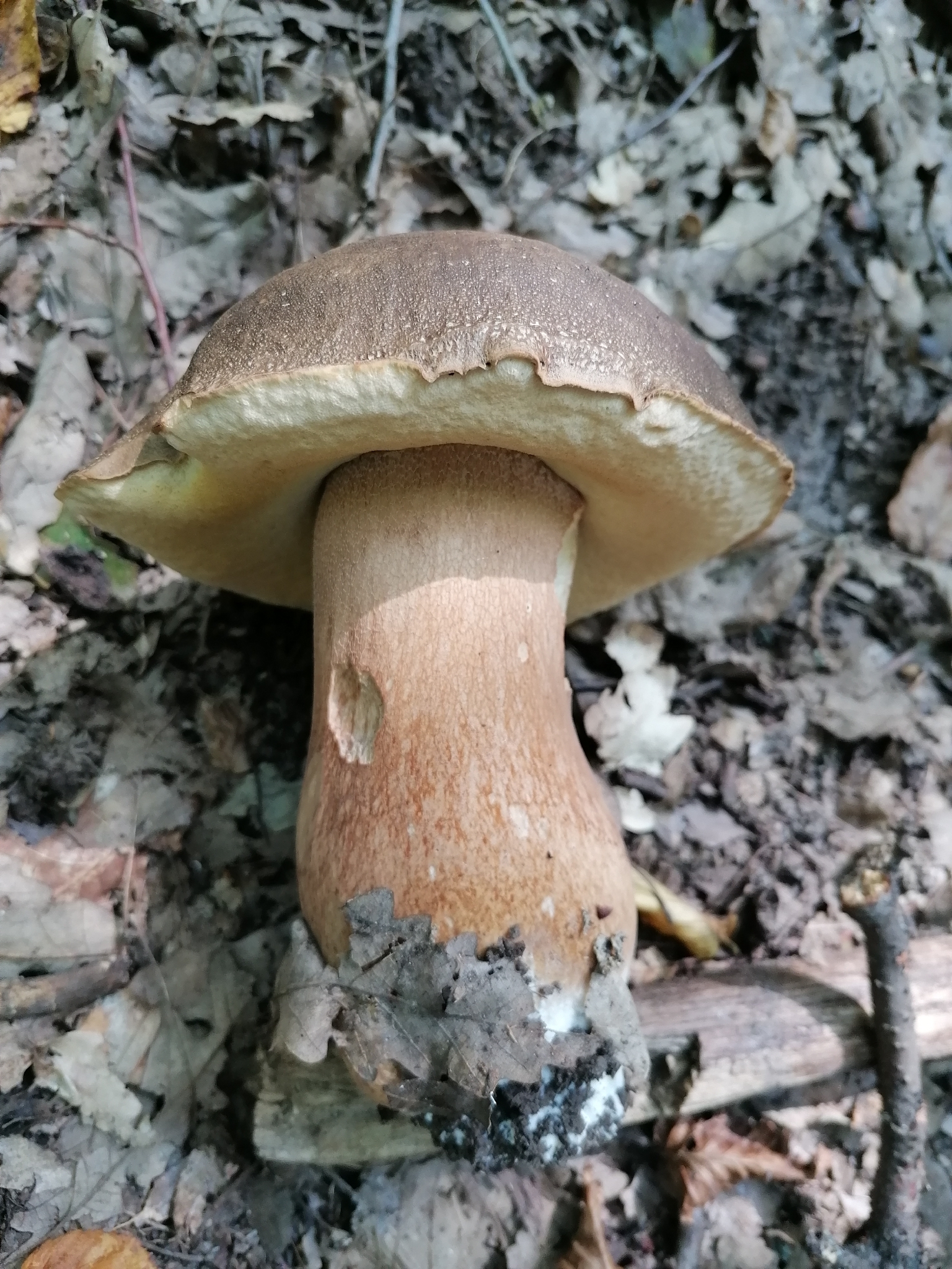 Boletus aereus – Crni vrganj
