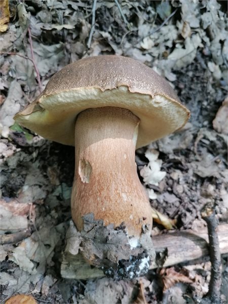 Boletus aereus – Crni vrganj