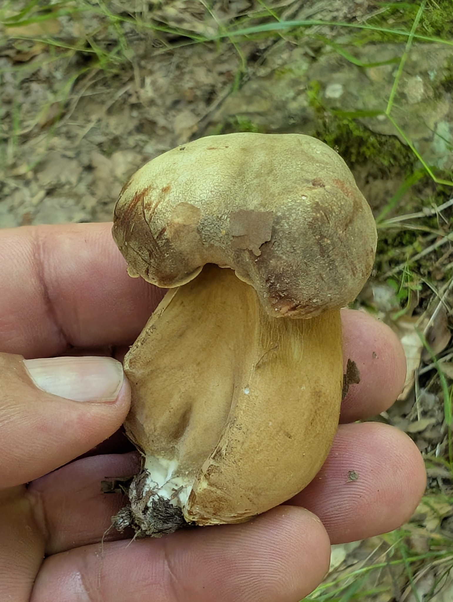 Drška i mrežica