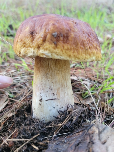 Drška i mrežica vrganja