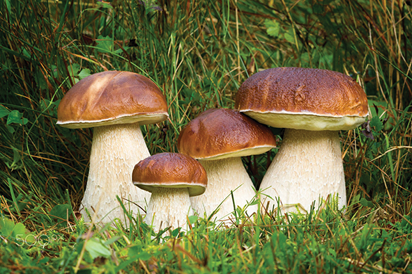 Boletus edulis – Vrganj