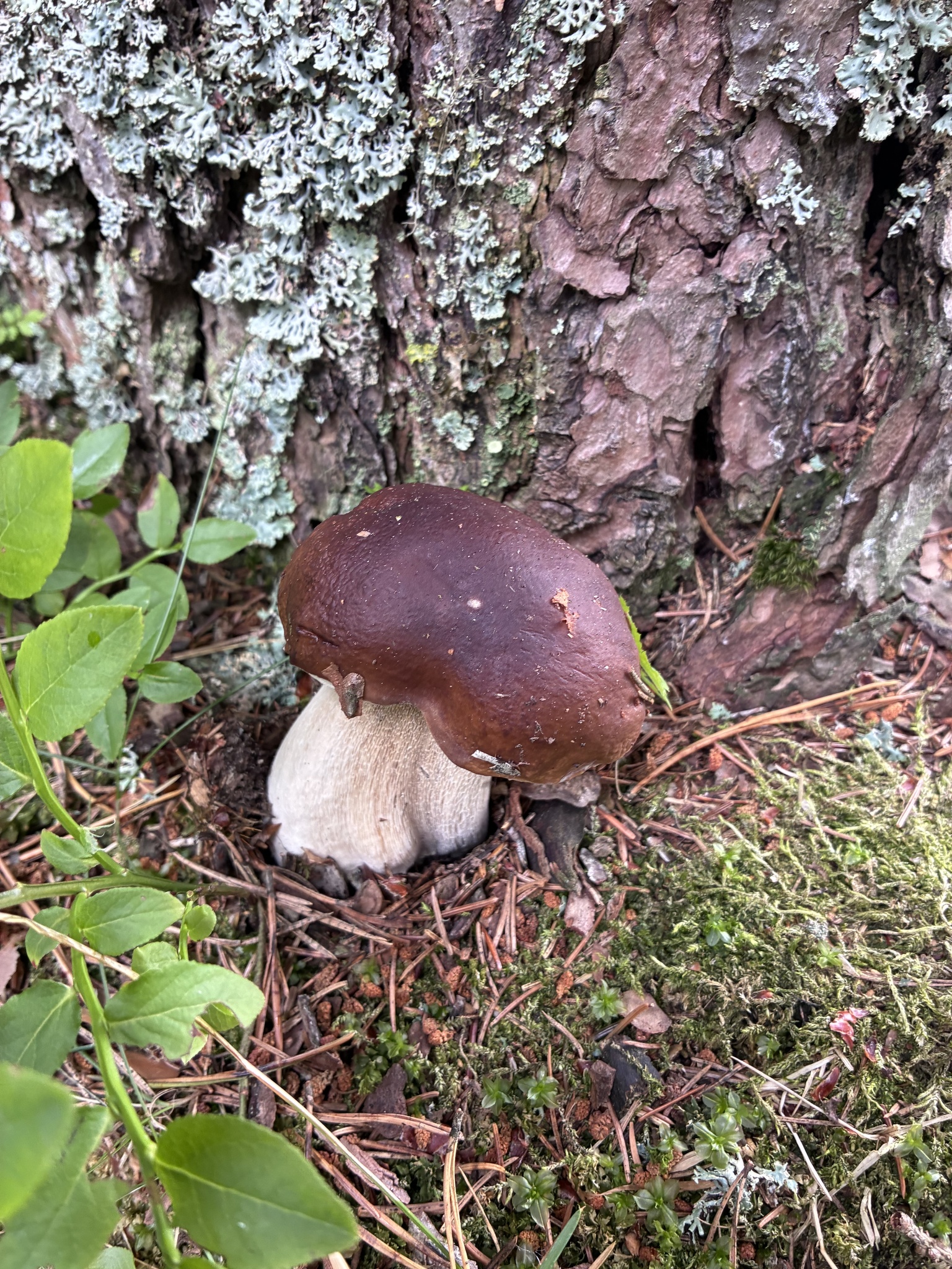 Boletus pinophilus – Borov vrganj