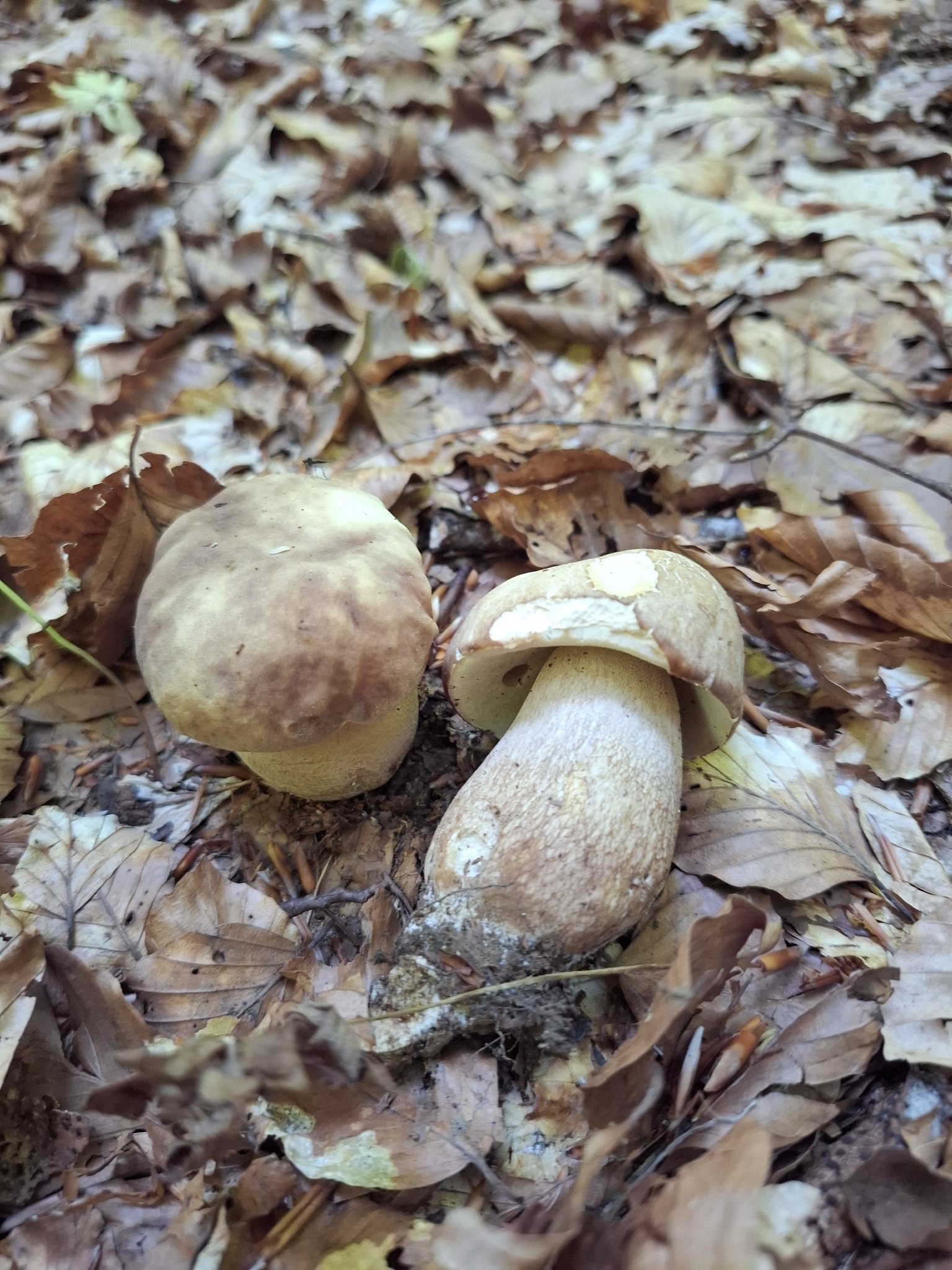 Boletus reticulatus – Letnji vrganj