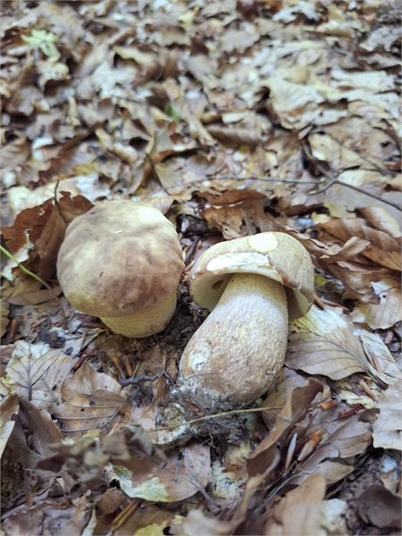 Boletus reticulatus – Letnji vrganj