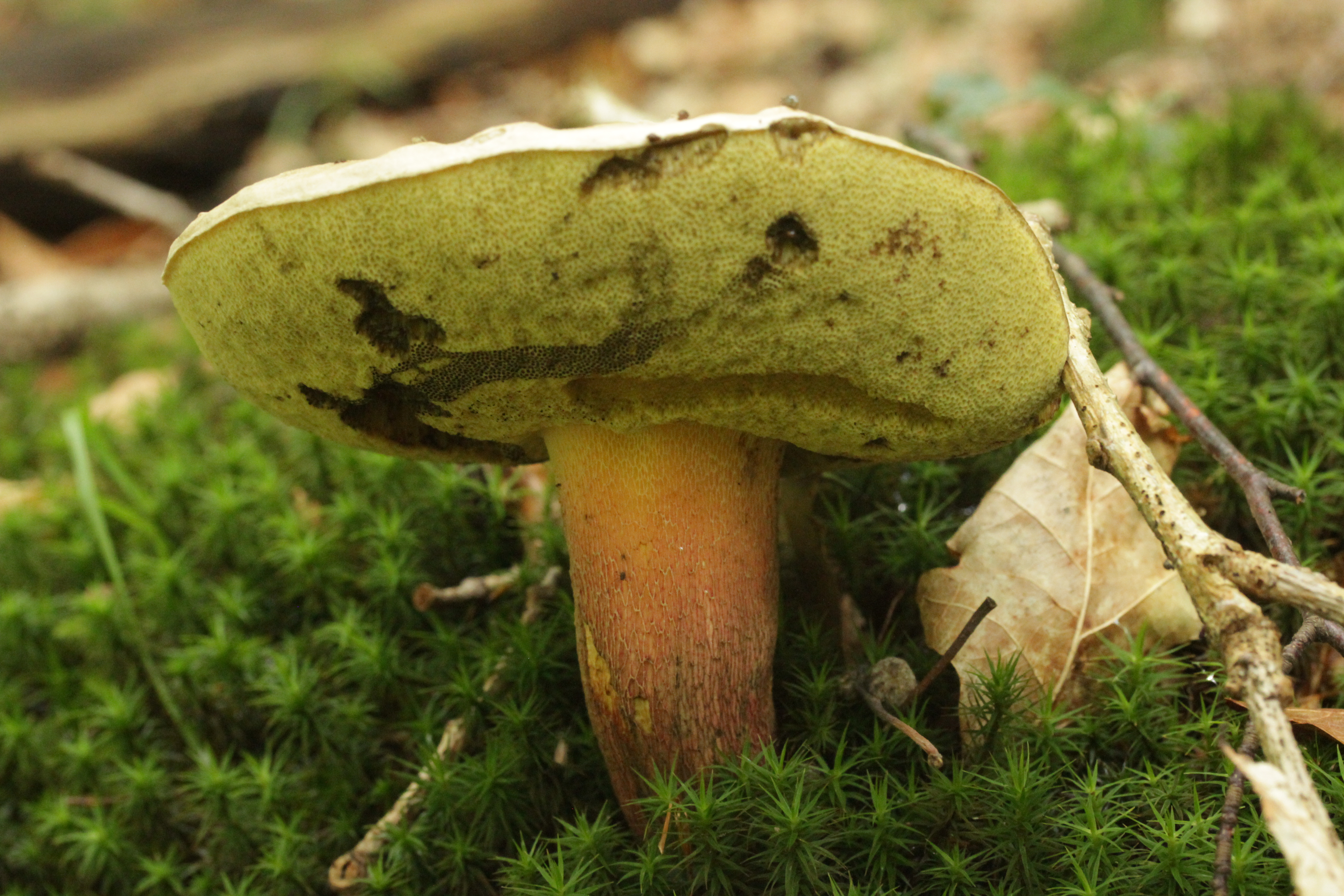 Caloboletus calopus – Leponogi vrganj