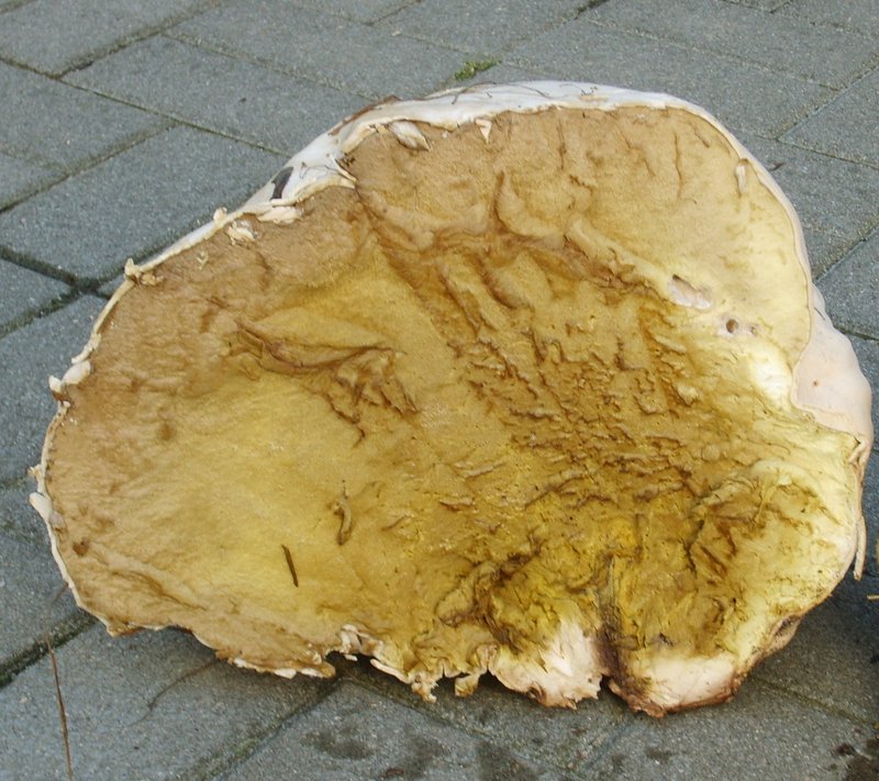 Šešir