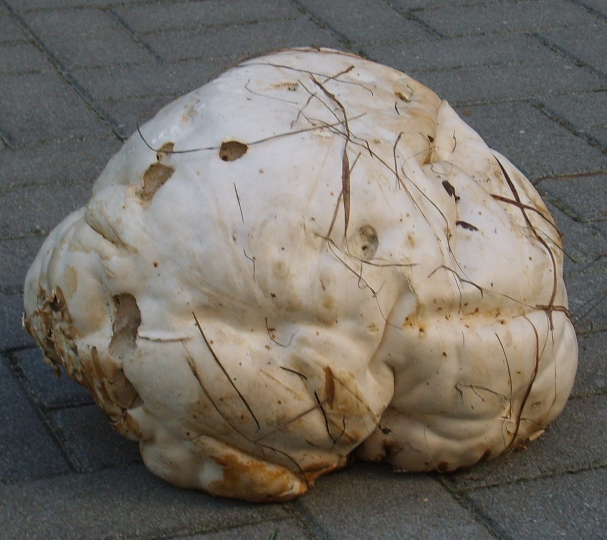 Velika puhara (Džinovska puhara) – Calvatia gigantea (Batsch) Lloyd (1904), reprezentativna fotografija
