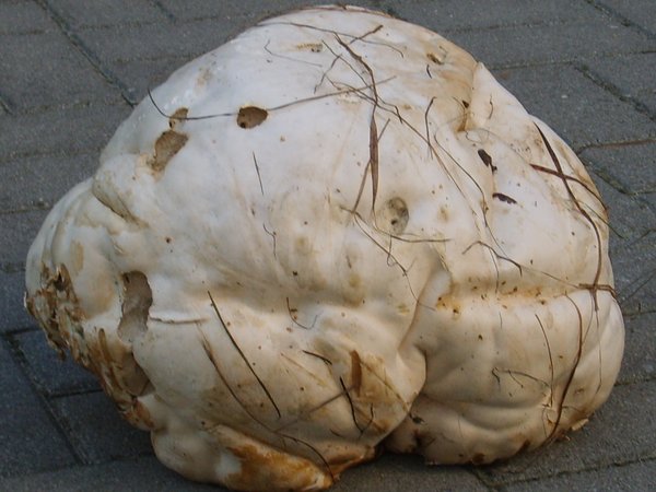 Calvatia gigantea – Velika puhara (Džinovska puhara)