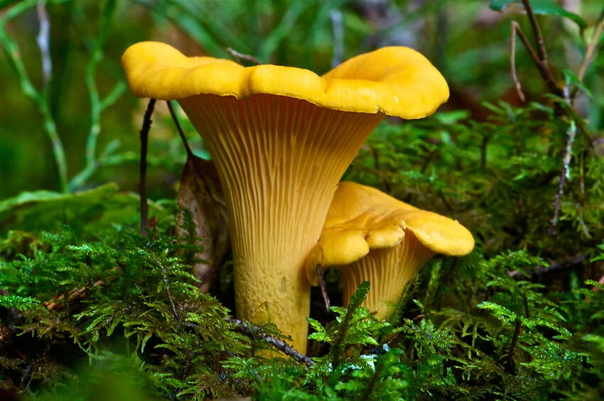 Cantharellus cibarius – Lisičarka