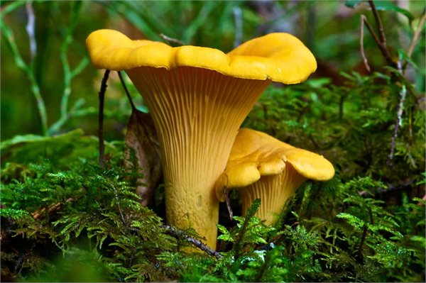 Cantharellus cibarius – Lisičarka