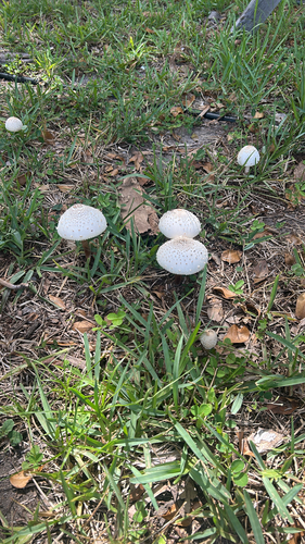 Chlorophyllum molybdites – Lažna sunčanica