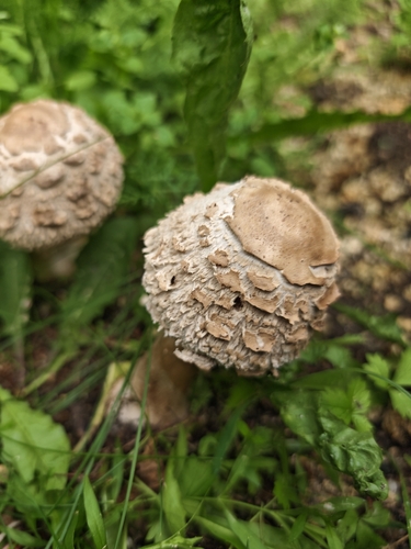 Chlorophyllum rhacodes – Kuštrava sunčanica