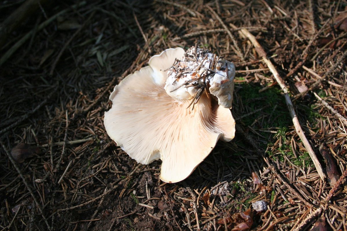 Brašnjača – Clitopilus prunulus (Scop.) P. Kumm. (1871), reprezentativna fotografija
