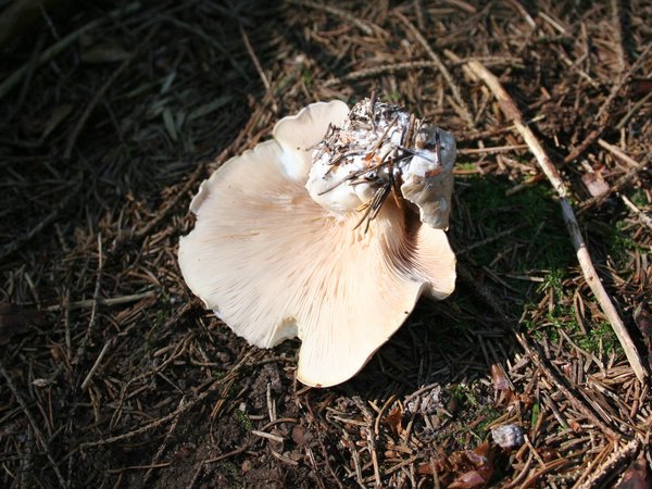 Clitopilus prunulus – Brašnjača