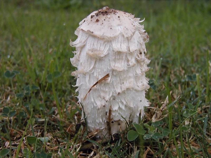 Velika gnojištarka – Coprinus comatus (O.F. Müll.) Pers. (1797), reprezentativna fotografija