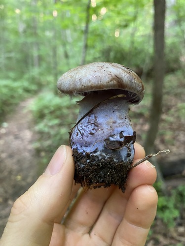 Ljubičasta paučinarka – Cortinarius purpurascens