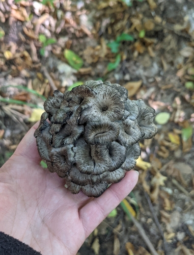 Craterellus cinereus – Siva trubica
