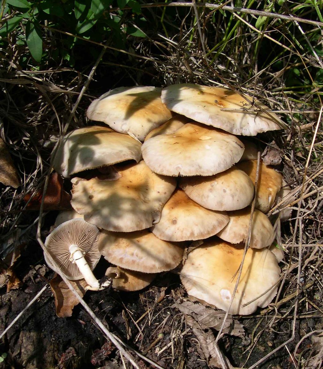 Jablanovača – Cyclocybe aegerita (V. Brig.) Vizzini (2014), reprezentativna fotografija