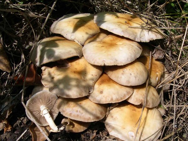 Cyclocybe aegerita – Jablanovača