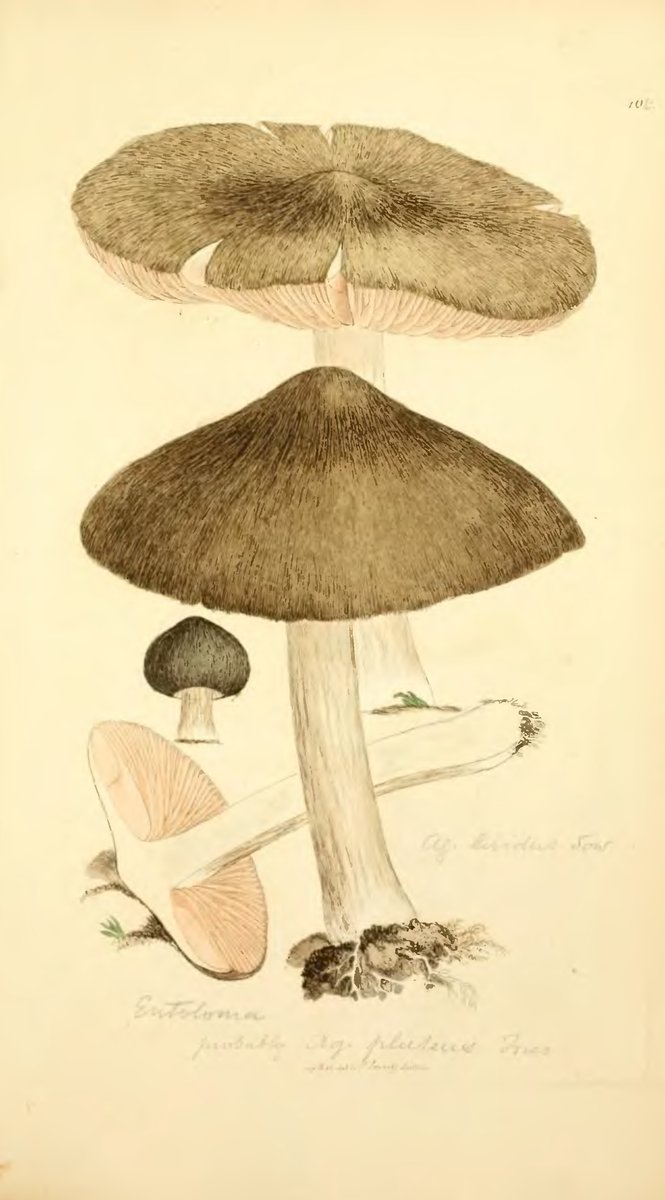 Šljivovača (Prolećna rudoliska) – Entoloma clypeatum (L.) P. Kumm. (1871), reprezentativna fotografija