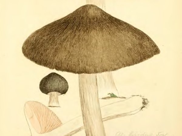 Entoloma clypeatum – Šljivovača (Prolećna rudoliska)