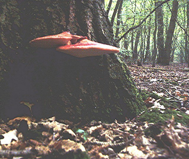 Vukovo meso (Jetrenka) – Fistulina hepatica (Schaeff.) With. (1792), reprezentativna fotografija