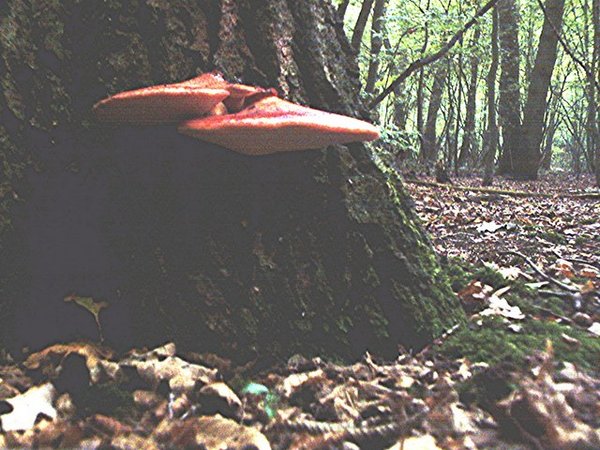 Fistulina hepatica – Vukovo meso (Jetrenka)