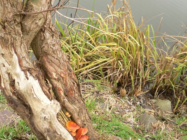 Flammulina velutipes – Zimska panjevčica (Enoki)