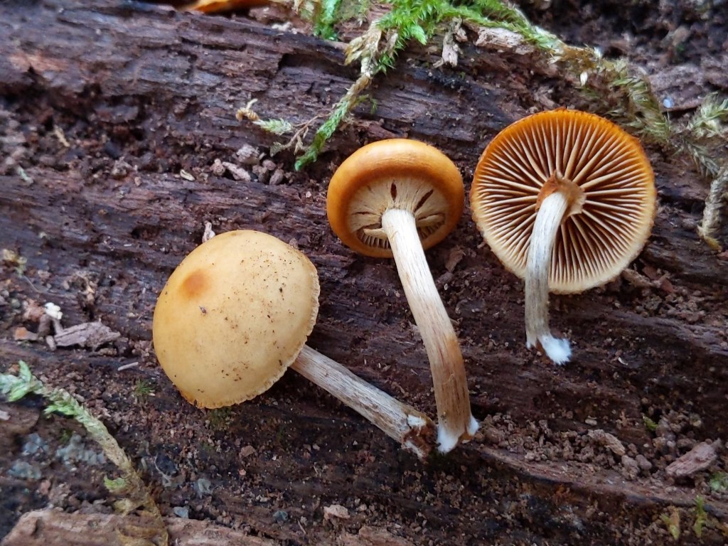 Galerina rđavi listići
