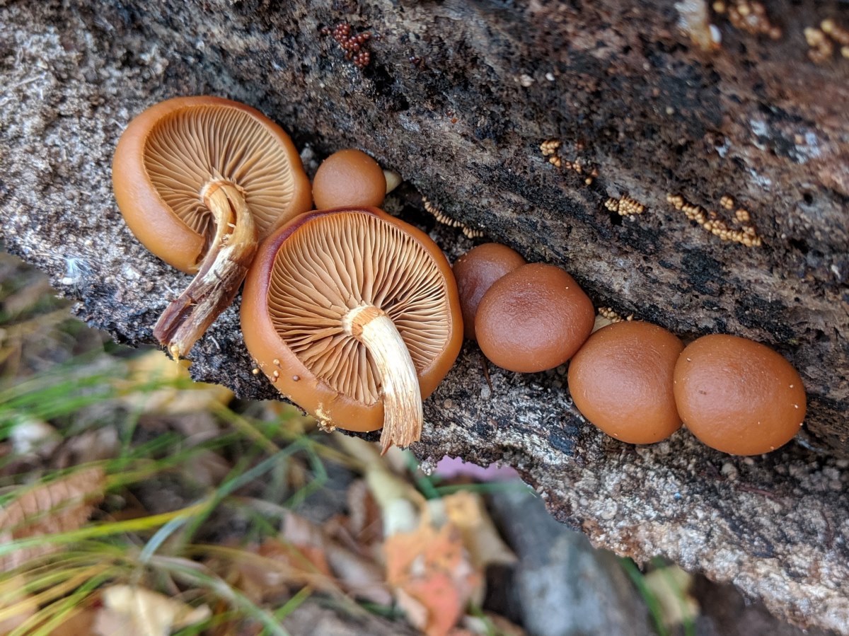 Galerina prsten