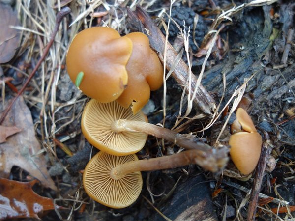 Galerina marginata – Mrtvačka kapica
