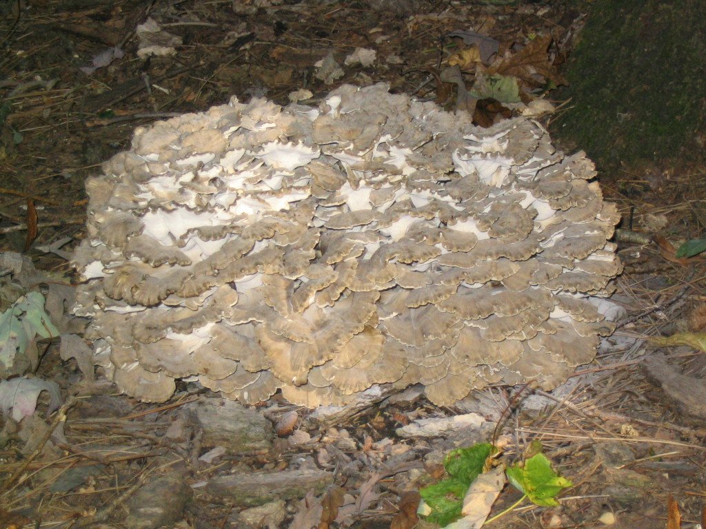 Zečarka (Maitake) – Grifola frondosa (Dicks.) Gray (1821), reprezentativna fotografija