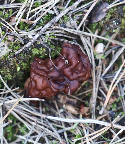 Gyromitra esculenta – Rani Hrčak
