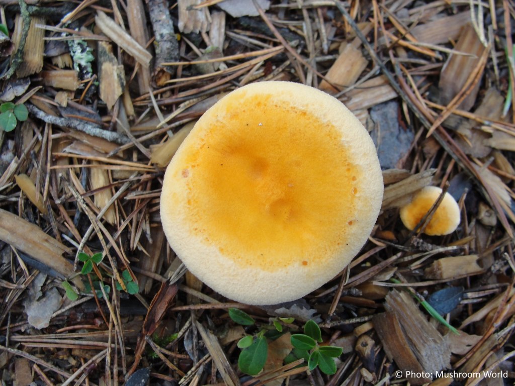 Hygrophoropsis aurantiaca – Lažna lisičarka